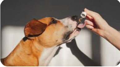 Unlocking the Healing Potential: Why Pets Can Benefit from CBD Oils Too